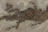 Fossil Alligatoroid (Diplocynodon) - Museum Quality #240309-4
